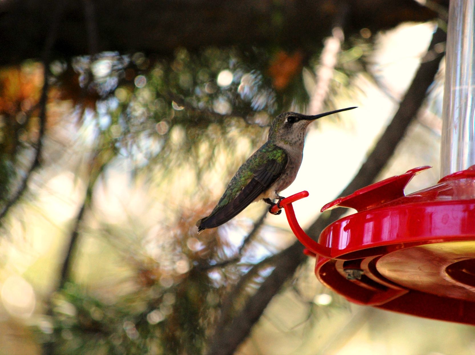 Broadtail Hummingbird
